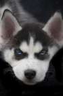 Siberian husky puppy close-up Art Print
